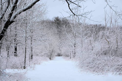 hd, nannapaneni, 겨울의 무료 스톡 사진