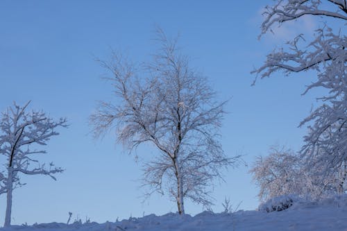 Foto profissional grátis de árvores, cênico, hd