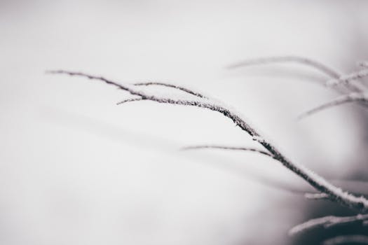 Free stock photo of snow, winter, macro, branch