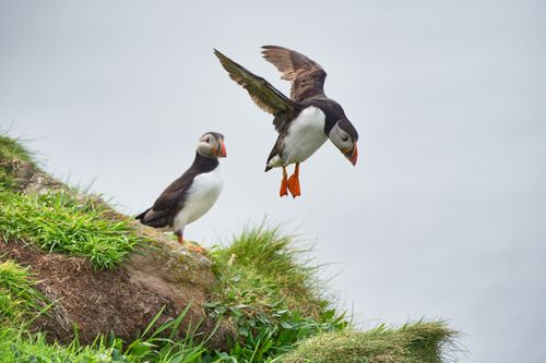 Free Two Atlantic puffins on a cliff in Scotland, showcasing vibrant wildlife and nature. Stock Photo