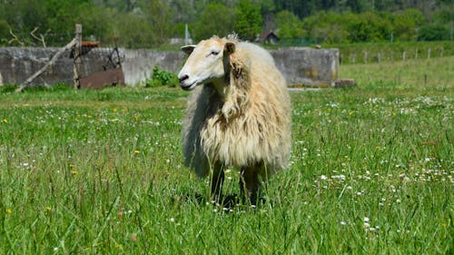 A sheep standing in a field with a barn in the background