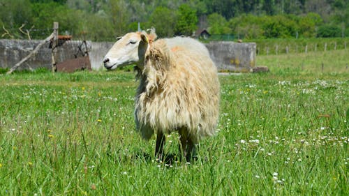 A sheep standing in a field with other sheep