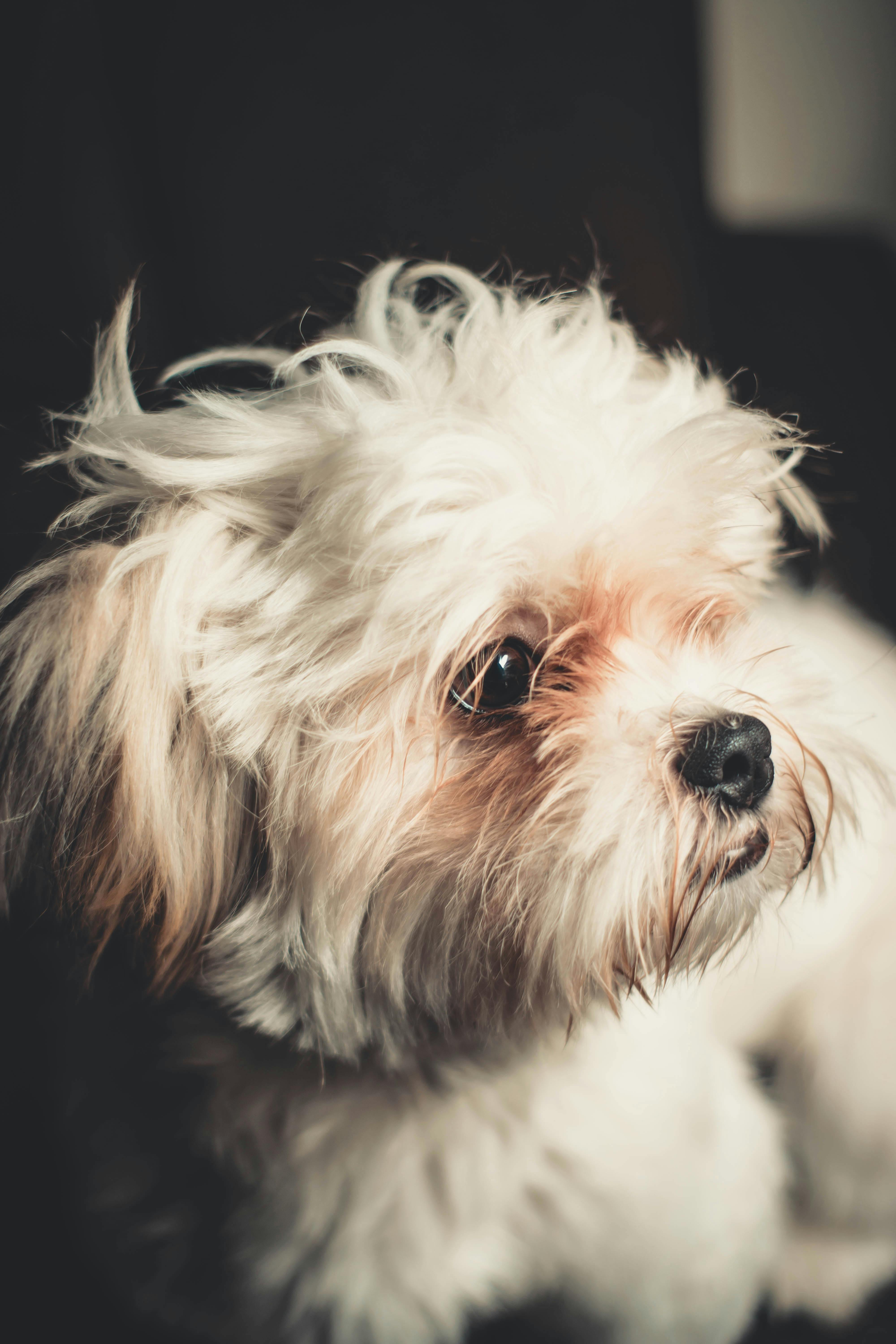 Small Dog Photos, Download The BEST Free Small Dog Stock Photos & HD Images