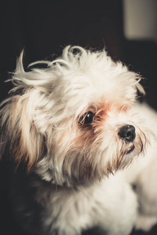 Free Adorable fluffy white dog looking away with soft lighting and texture. Perfect for pet lovers. Stock Photo