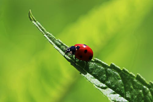 Безкоштовне стокове фото на тему «Beetle, біологія, ботаніка»