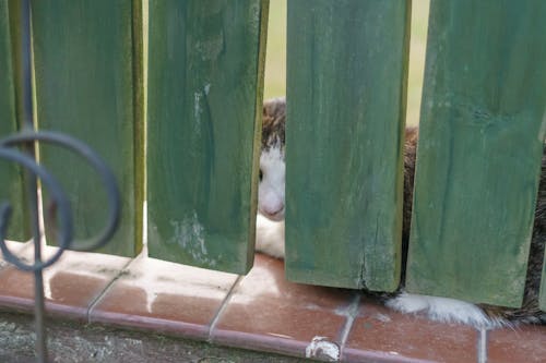 Foto stok gratis di belakang pagar, hewan peliharaan, kucing