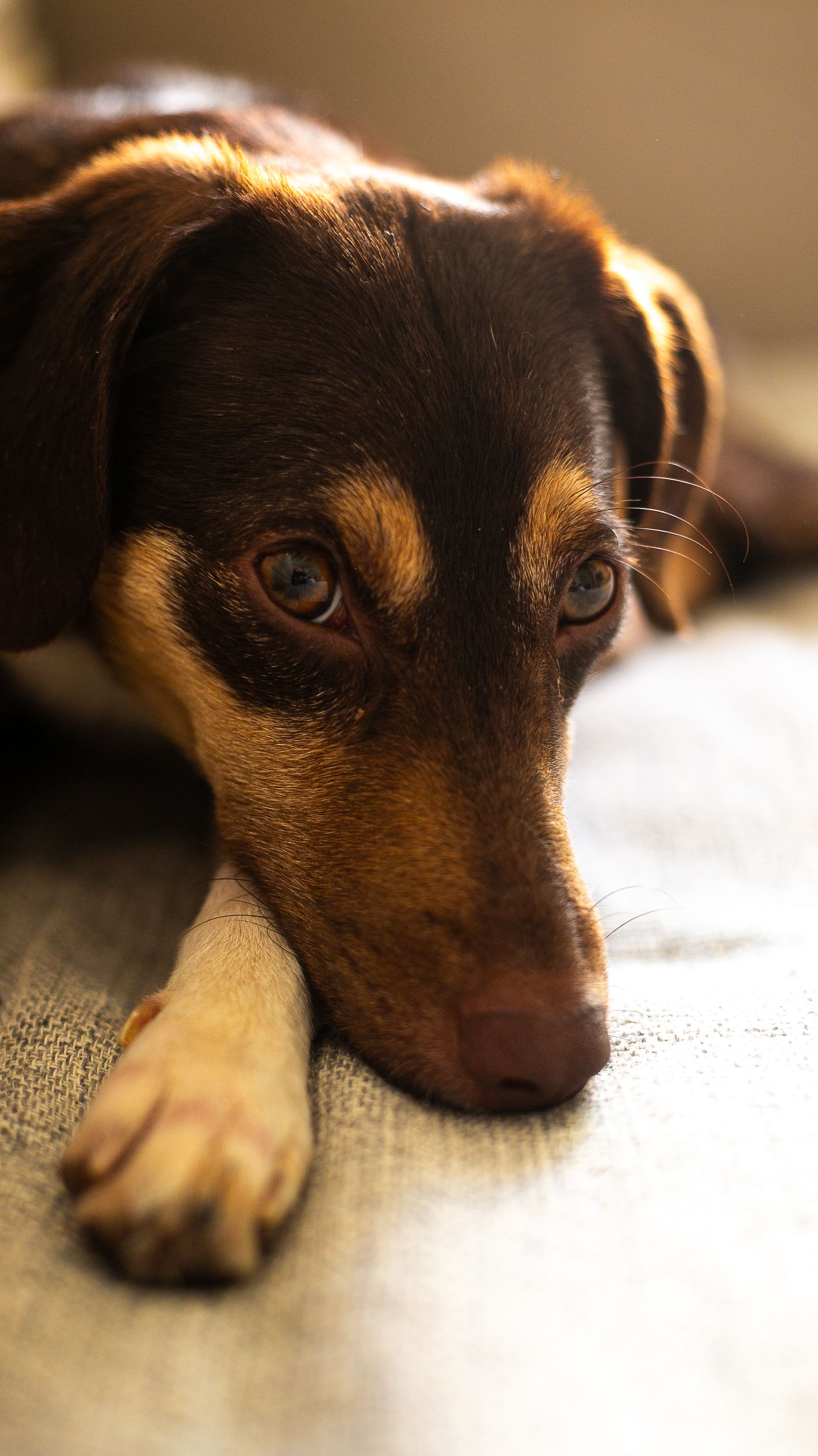 Dog resting comfortably in a pet-friendly home