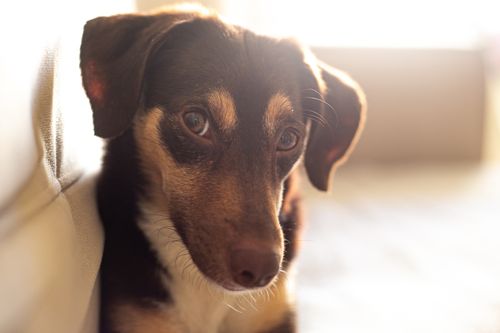 Dog looking alert and attentive indoors