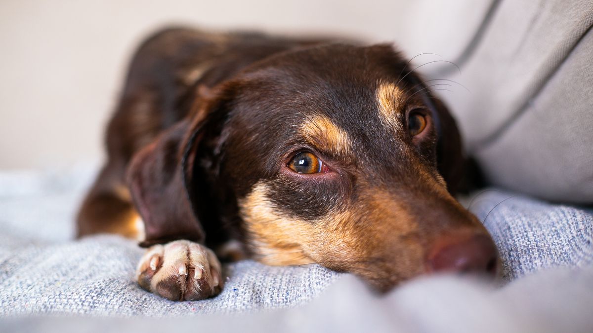 A dog lying on a couch in a calm home setting during heat-cycle care.