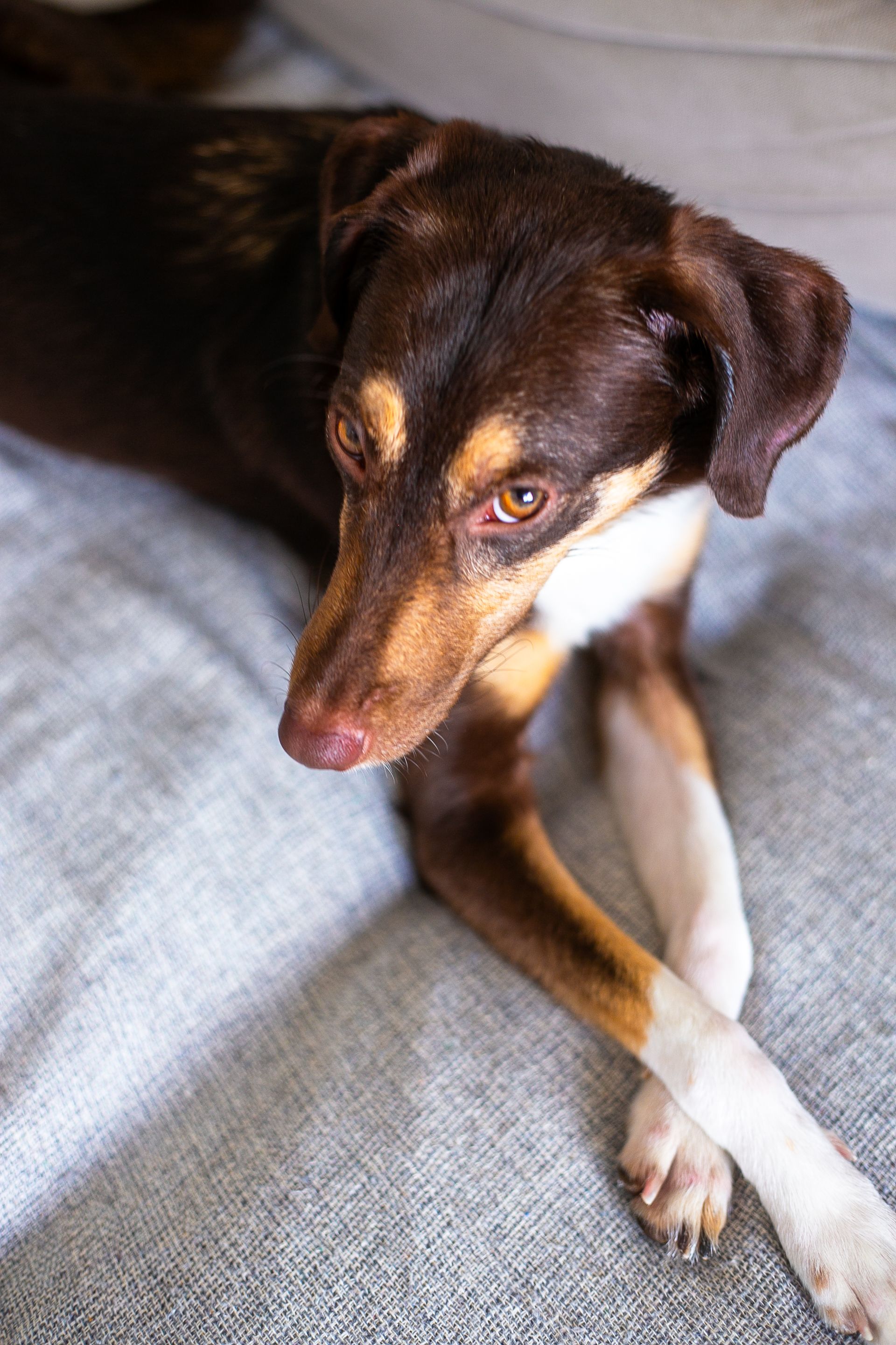 Dog relaxing comfortably on a sofa at home