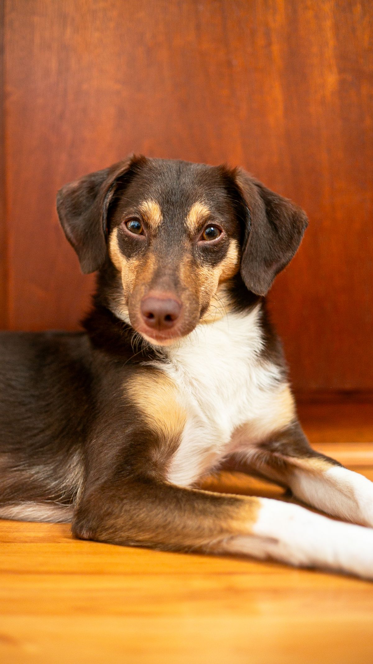 Curious puppy sitting on an easy-care wooden floor at home