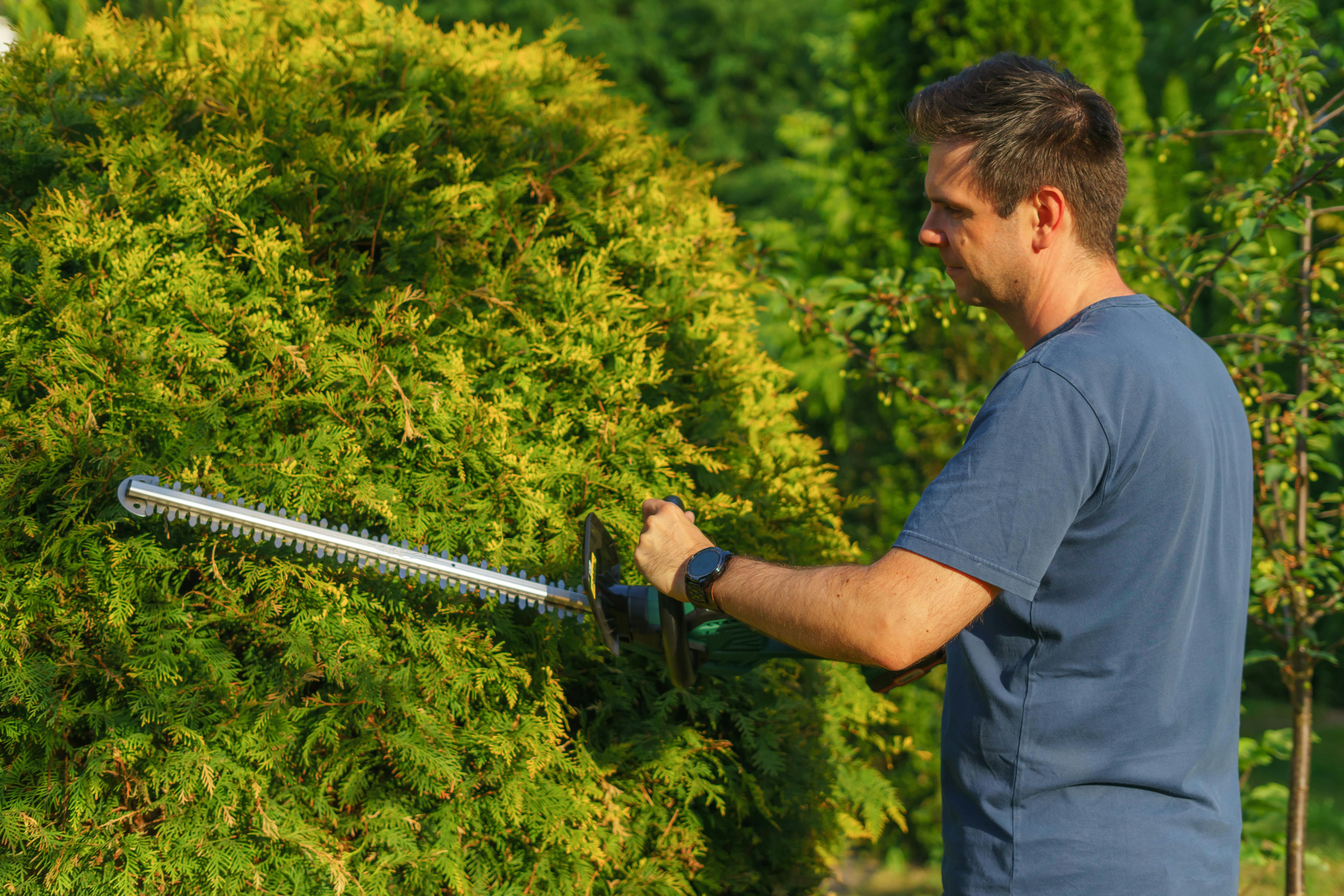 Man cutting a hedge with a trimmer in the garden