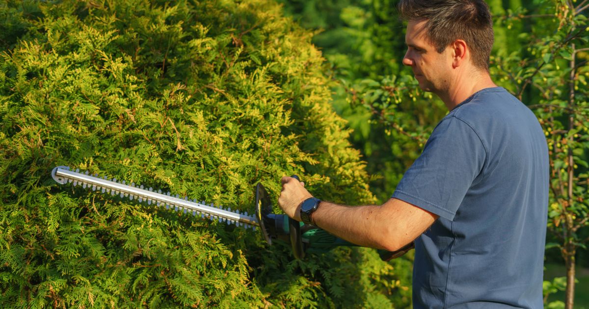 A man trimming a conifer hedge with an electric hedge trimmer
