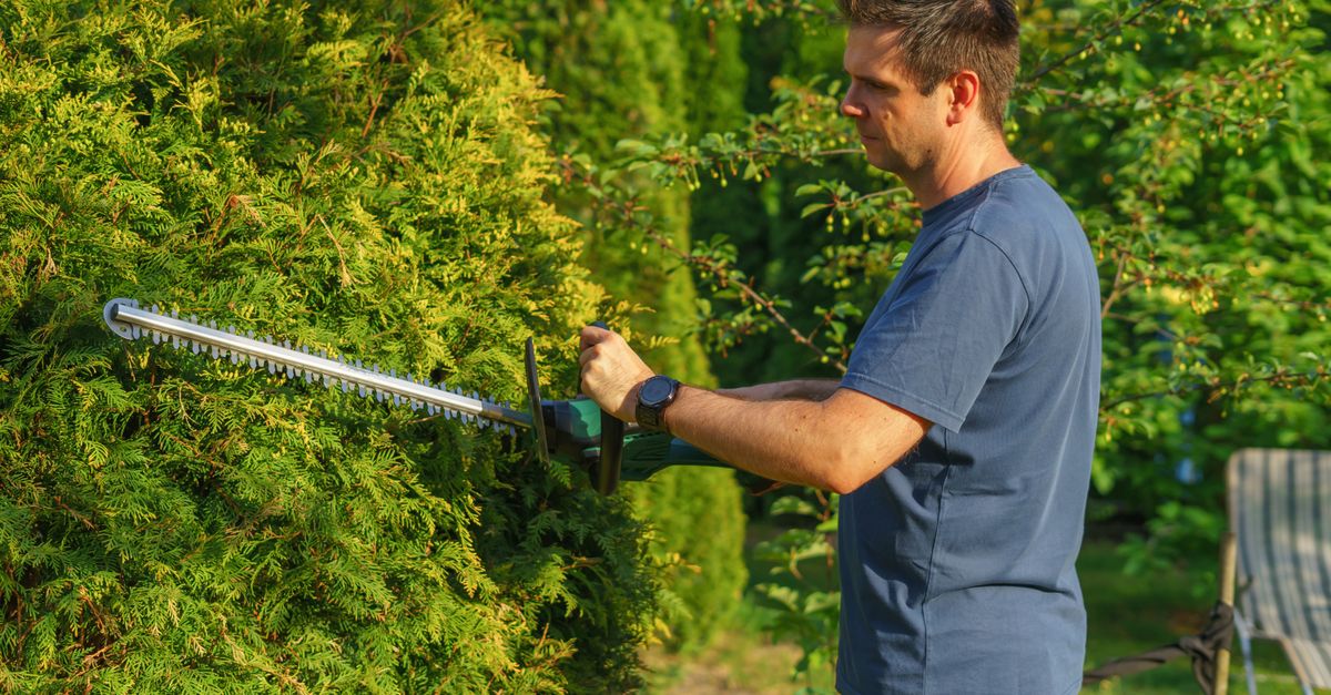 Forsythia : Guide Plantation et Taille 2026