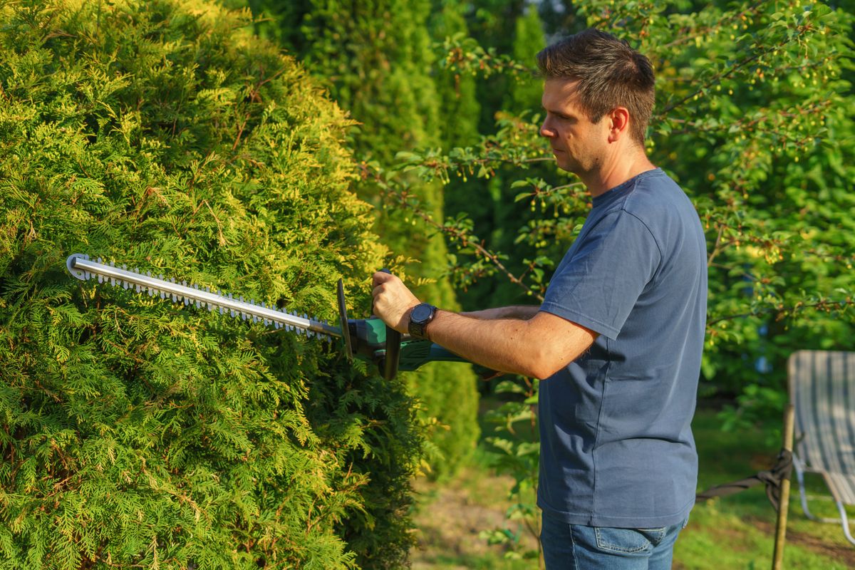 Professional shrub and hedge trimming