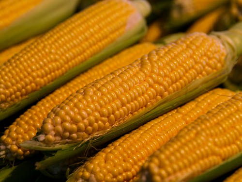 fresh and healthy corn