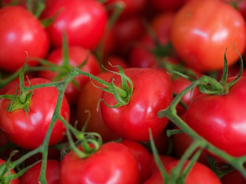 fresh and delicious tomatoes