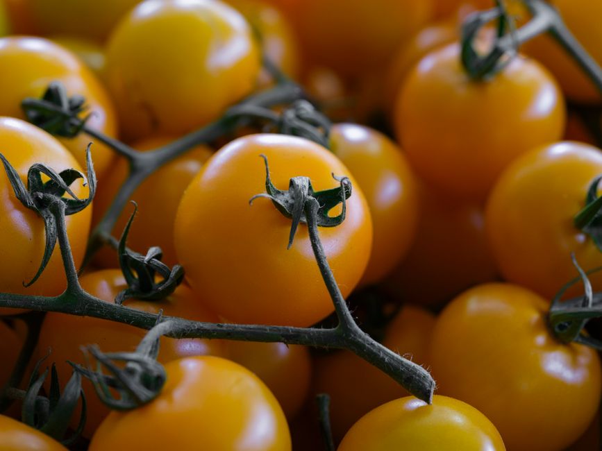 Tomate jaune