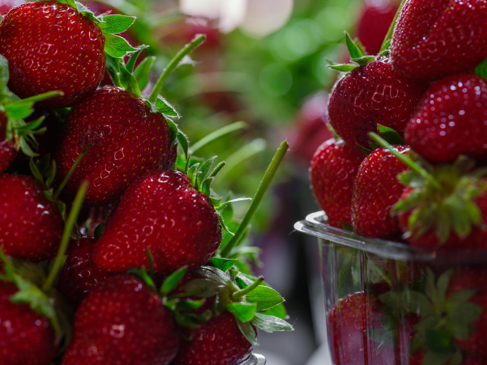 Close-up of fresh, ripe strawberries neatly packed in clear plastic containers, highlighting their vibrant red color and lush green stems.