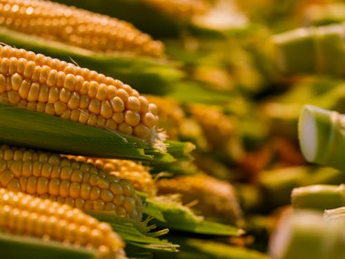 fresh and healthy corn