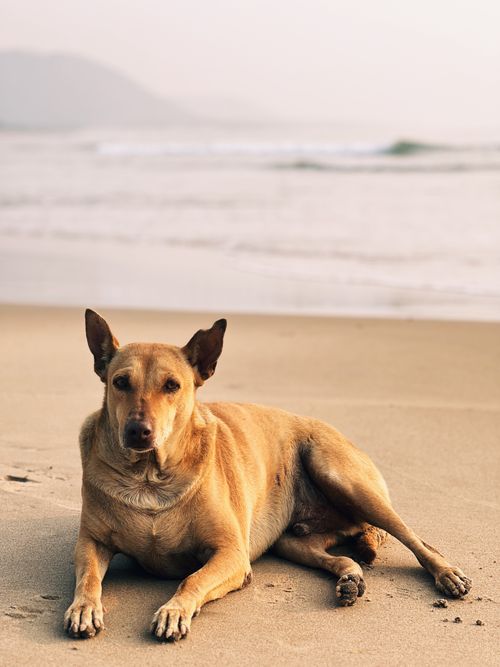 Free A beautiful golden dog sits on the sandy beach of Visakhapatnam, India, enjoying a peaceful day by the sea. Stock Photo
