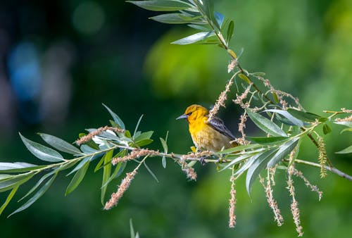 Close Upfoto Van Vogel Die Op Tak Wordt Neergestreken