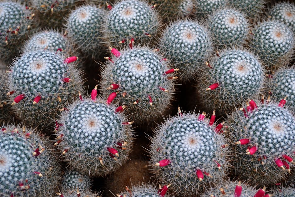 Mammillaria