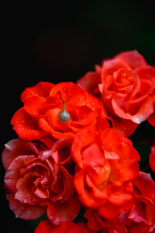 Fotos de stock gratuitas de amor, aniversario, brillante