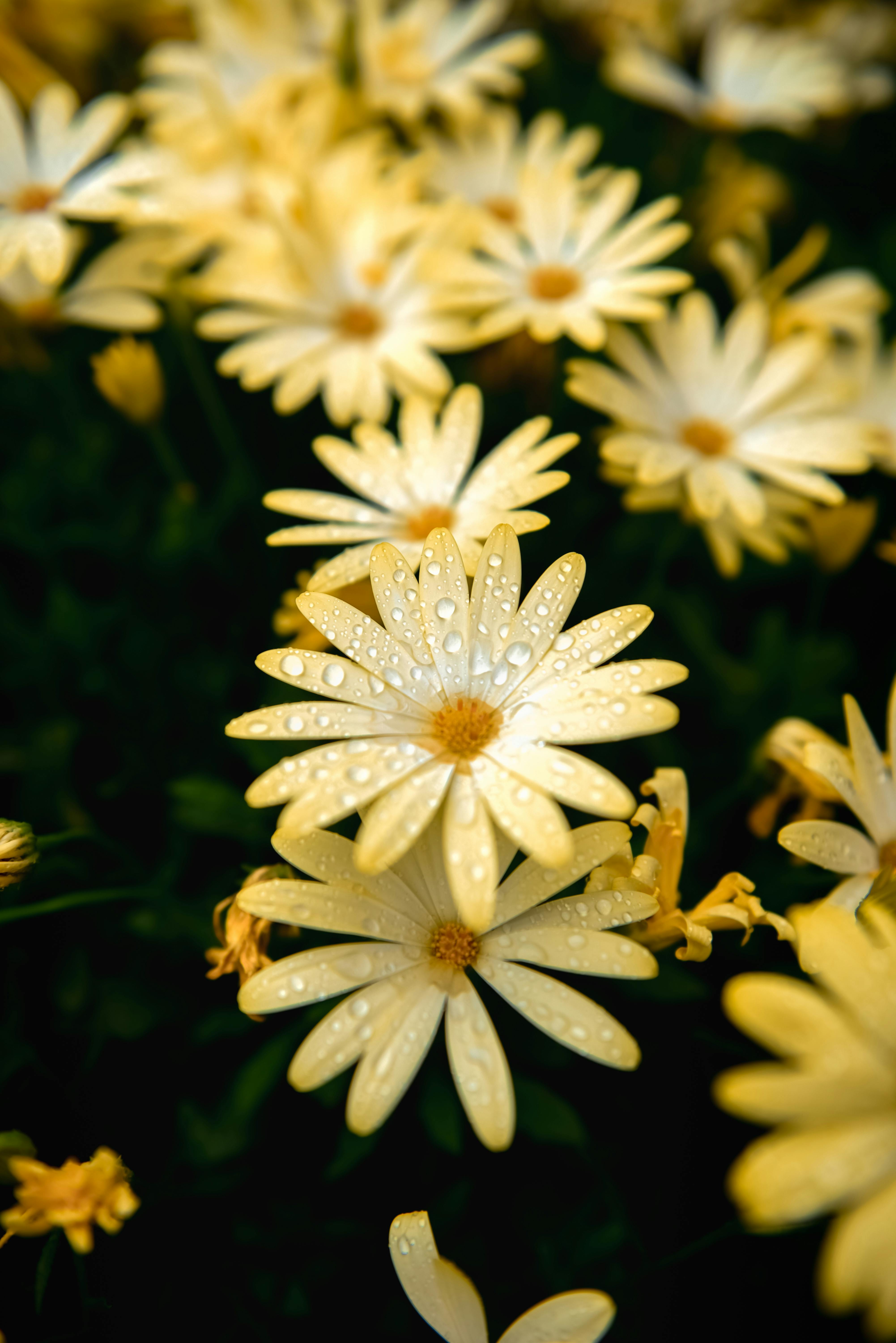 Close-up of yellow daisies with raindrops, capturing the essence of spring growth.
