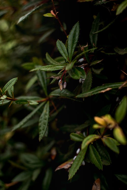 Fotos de stock gratuitas de hojas verdes, verano, verdor