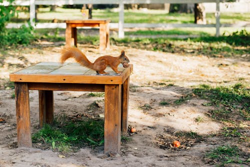 A squirrel is sitting on a wooden table