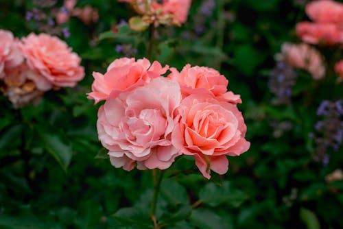 A close up of pink roses in a garden