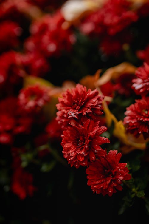 Red flowers in a vase with black background