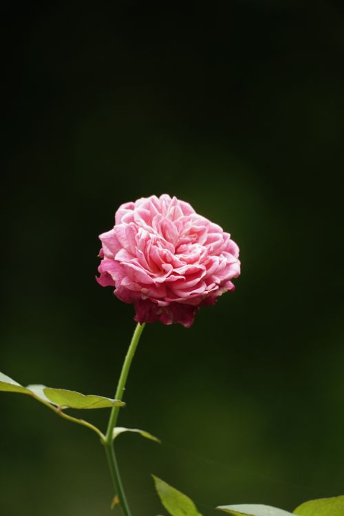 Free A vibrant pink rose in full bloom stands out against a dark green backdrop, epitomizing natural elegance. Stock Photo