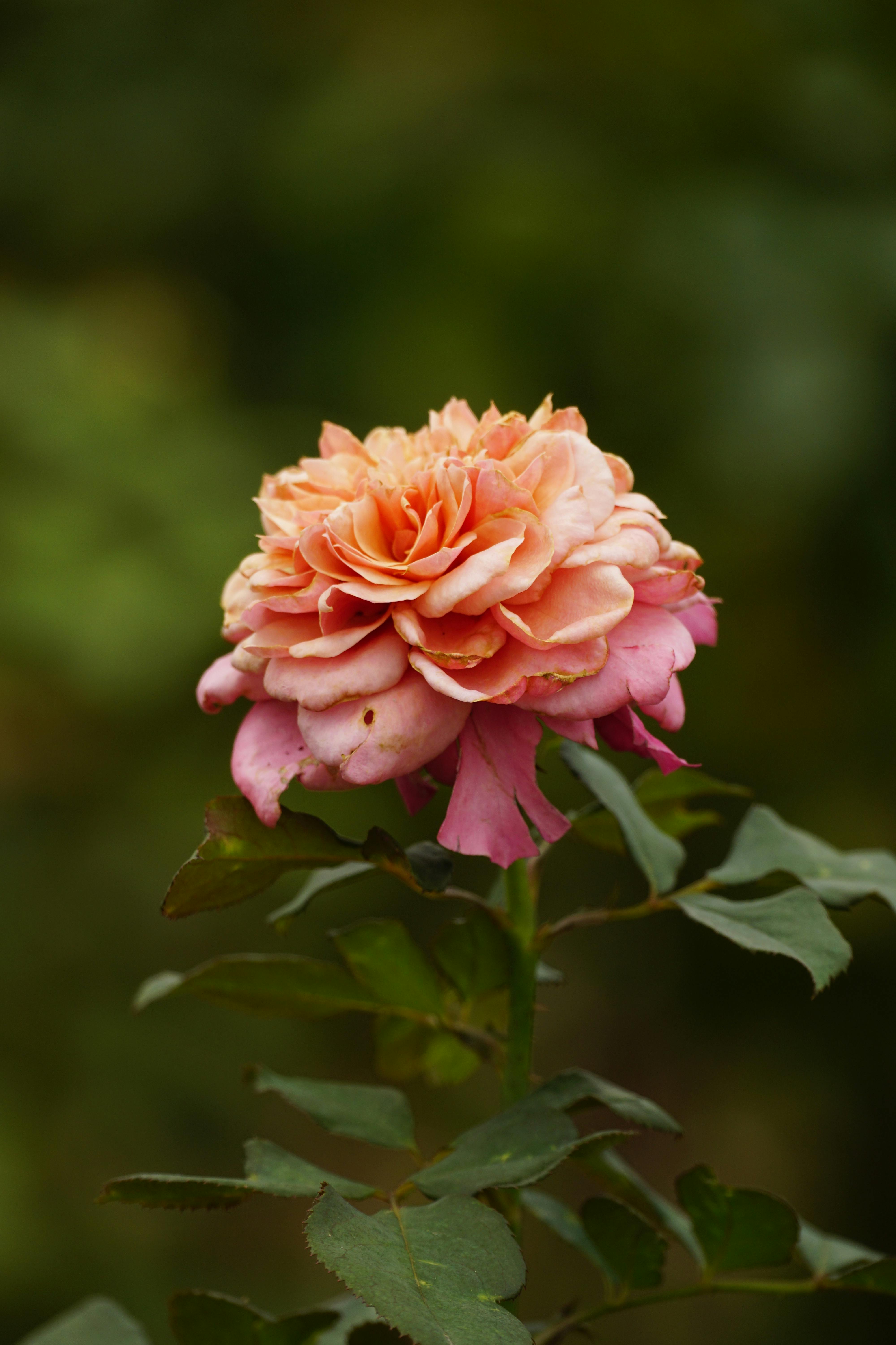 Close-up of a vibrant pink garden rose in full bloom, showcasing its delicate petals and rich color.