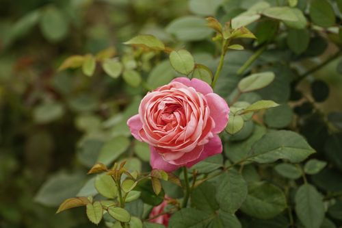 Free A vibrant pink rose in a garden captures summer's essence with rich, detailed petals. Stock Photo