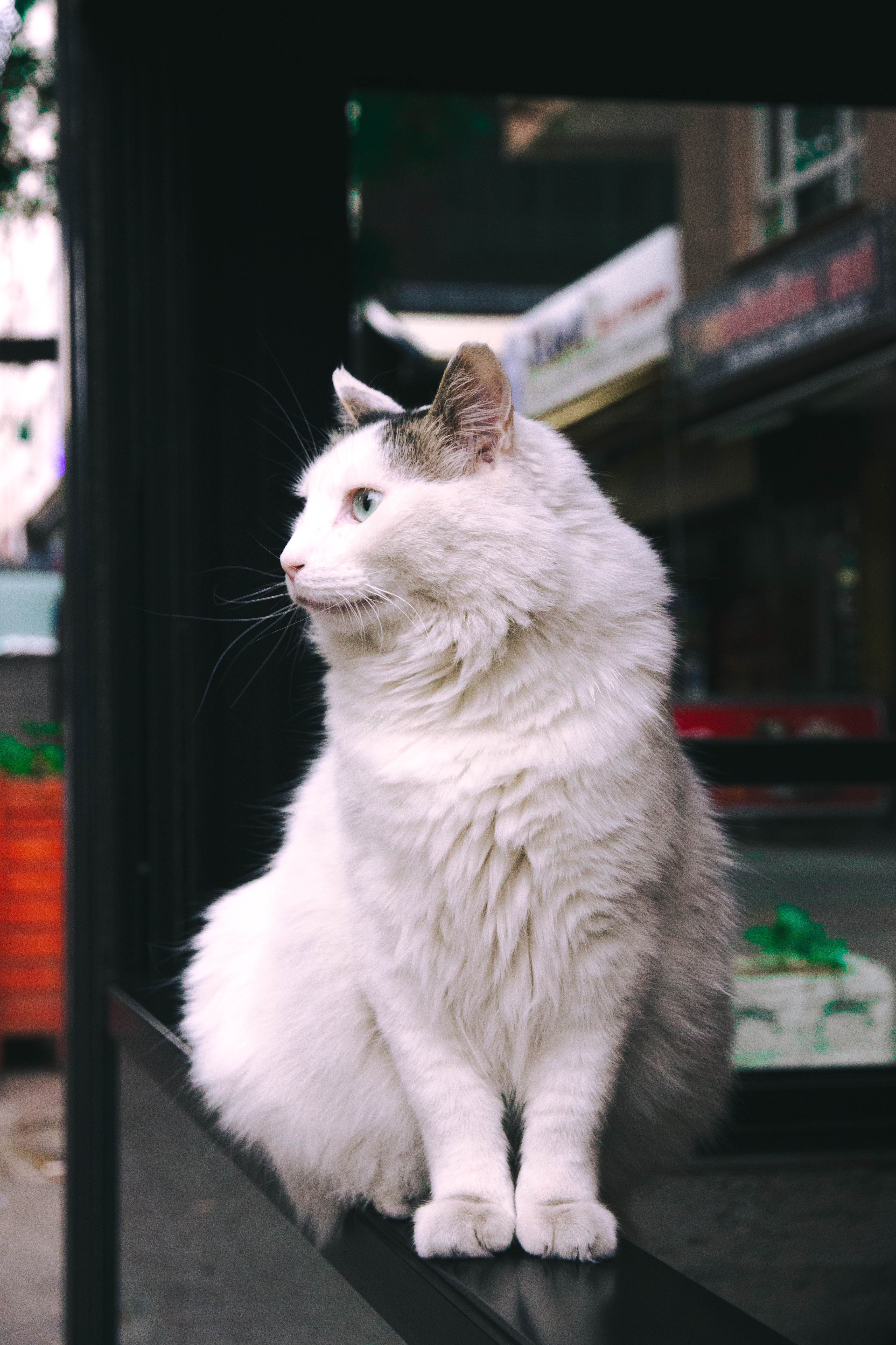 Photo of a Sitting White Cat · Free Stock Photo