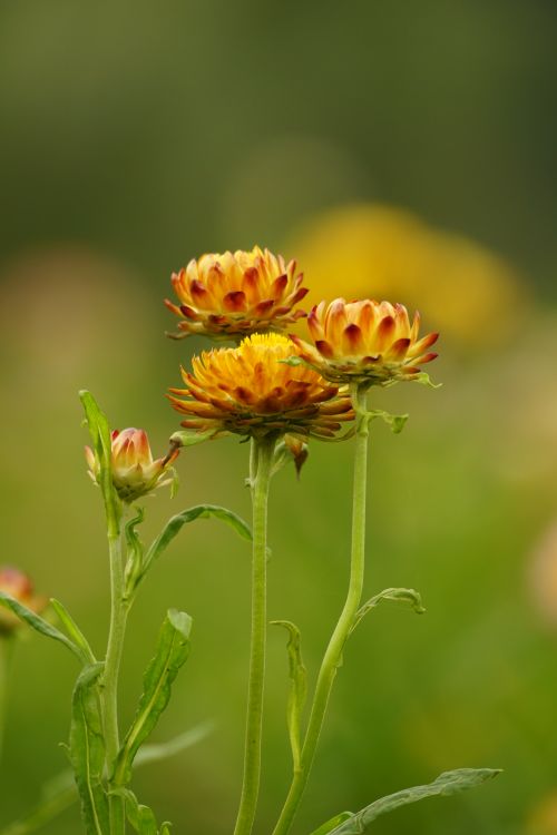 Free Close-up of vibrant Chrysanthemum flowers blooming in a summer garden. Stock Photo