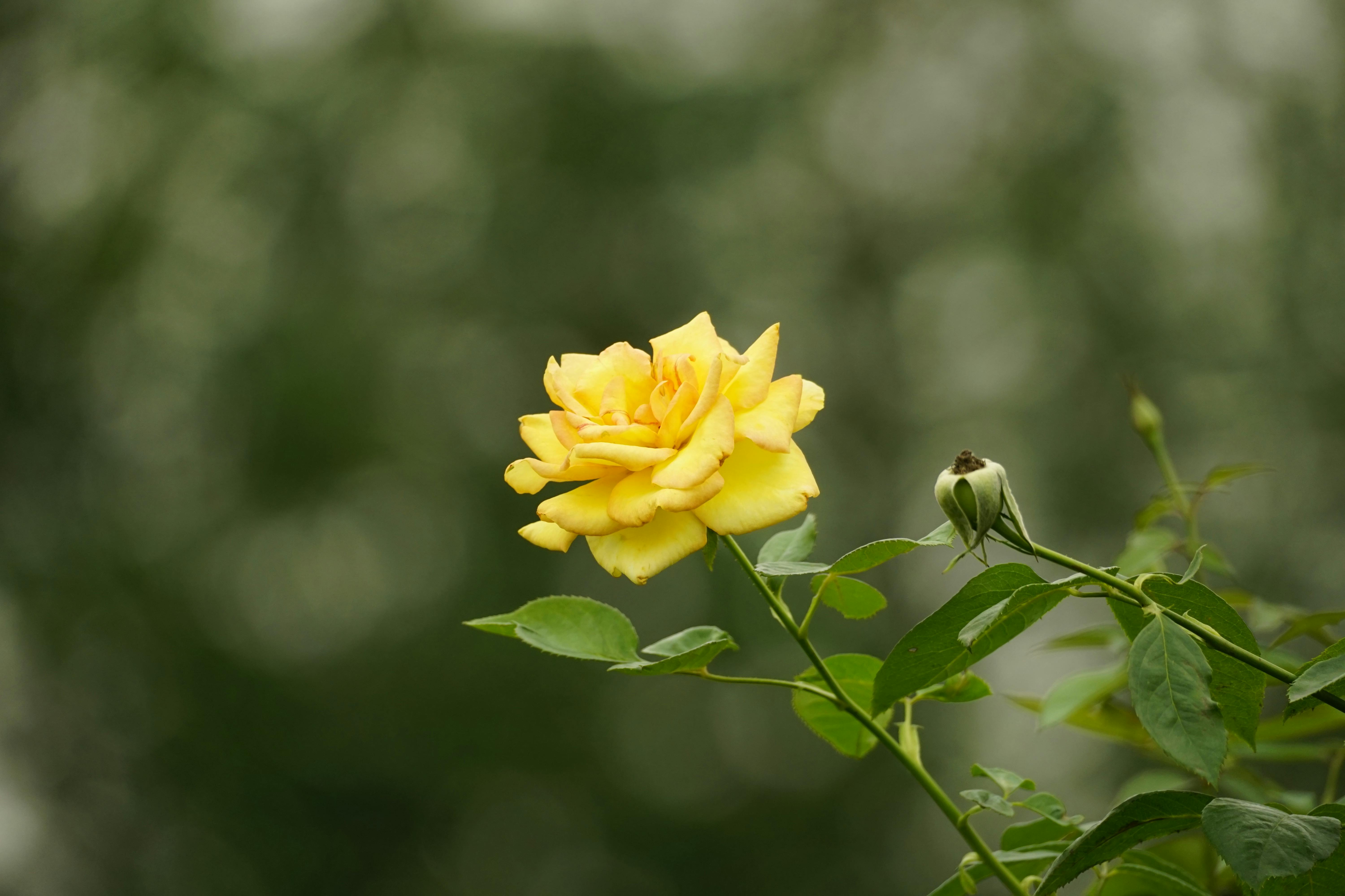 Close-up of a vibrant yellow rose in full bloom, surrounded by lush greenery, symbolizing natural beauty and growth.