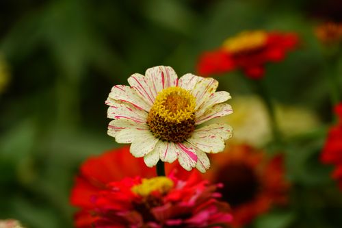 Free Vibrant close-up of blooming zinnia flowers with detailed petals, captured outdoors. Stock Photo