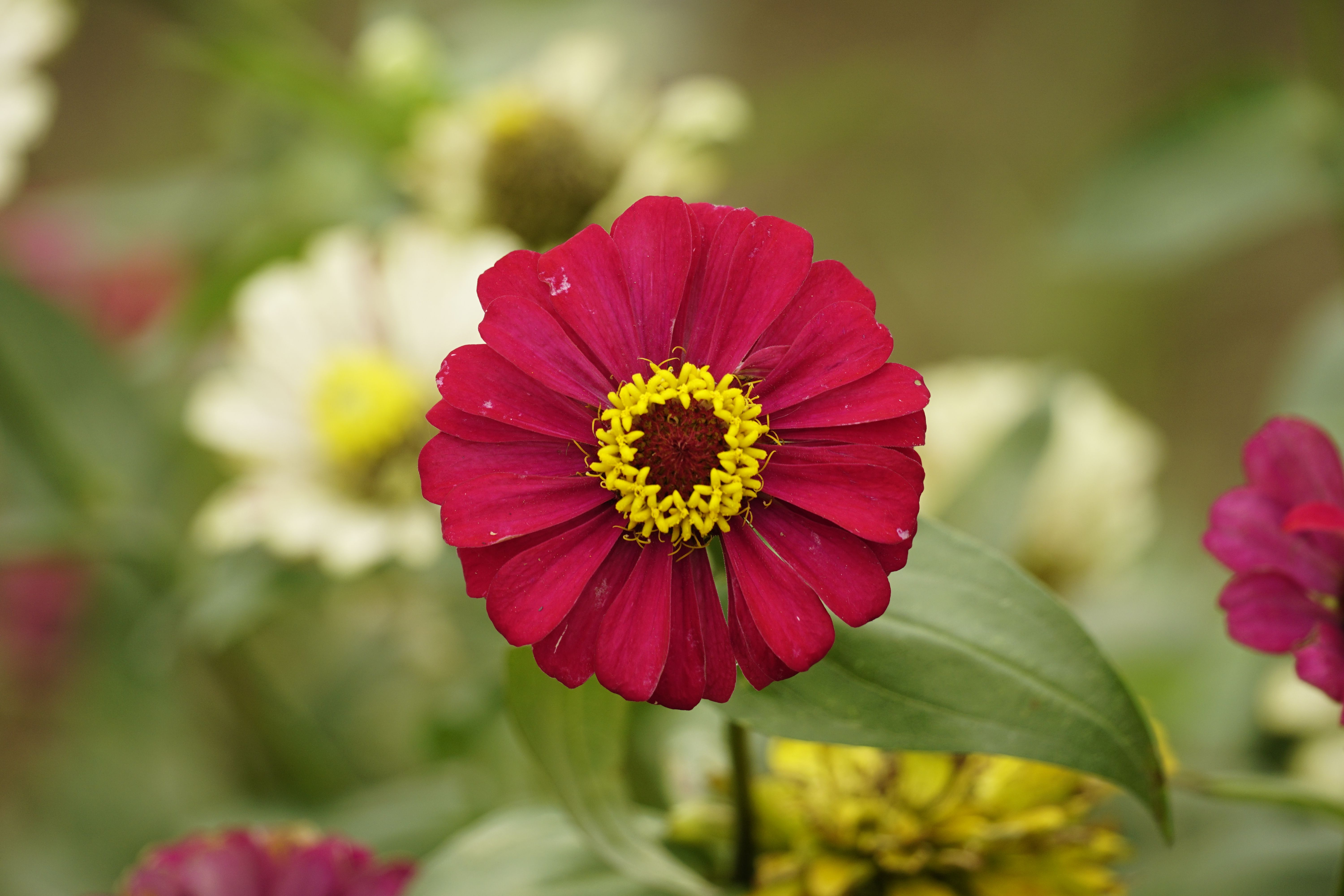 Close-up of a Red Flower · Free Stock Photo