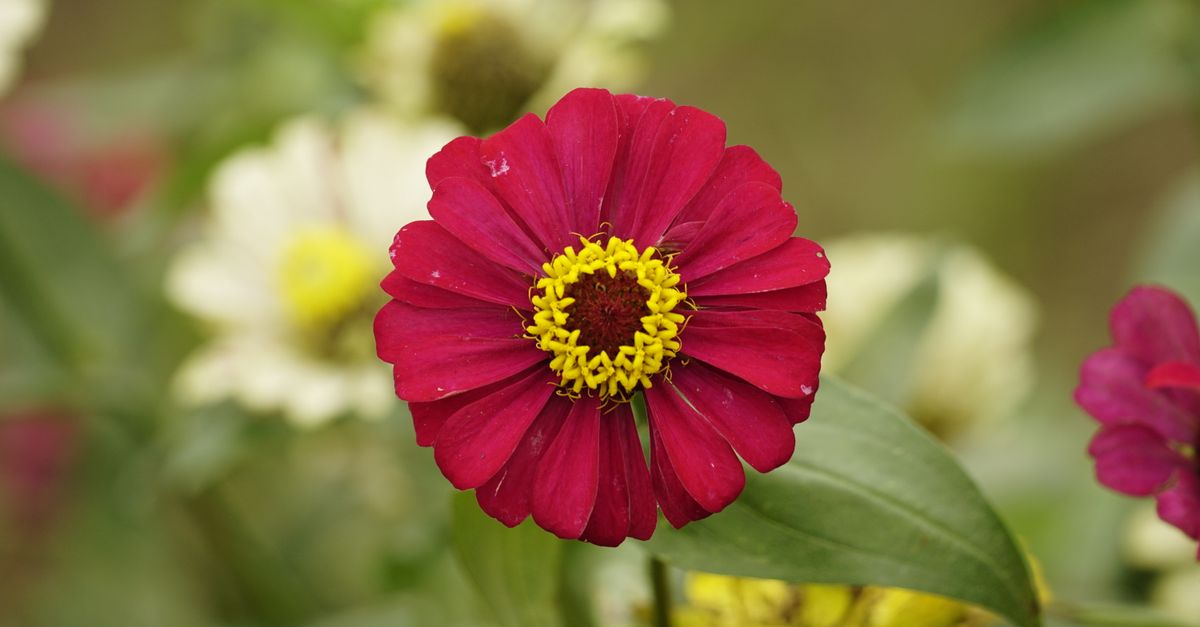 Rover Flower Close-up of a Red Flower · Free Stock Photo