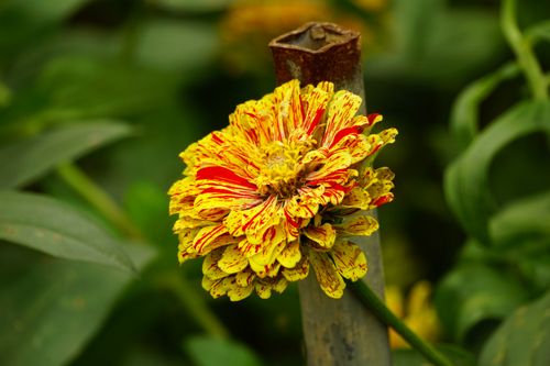 Free Close-up of a vibrant yellow and red zinnia flower supported by a metal post in a lush garden setting. Stock Photo