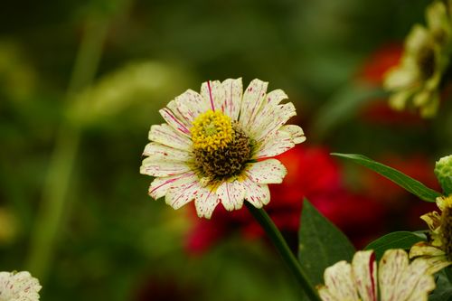 Free Detailed view of a vibrant Zinnia flower with speckled petals in a summer garden. Stock Photo