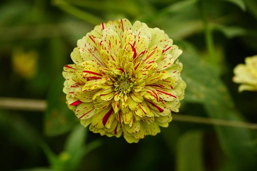 Free Detailed close-up of a vibrant yellow zinnia with red speckles, showcasing nature's colorful beauty. Stock Photo