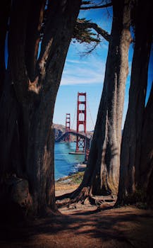 高耸的丝柏映衬着灿烂的蓝天，构成了金门大桥的壮丽景色