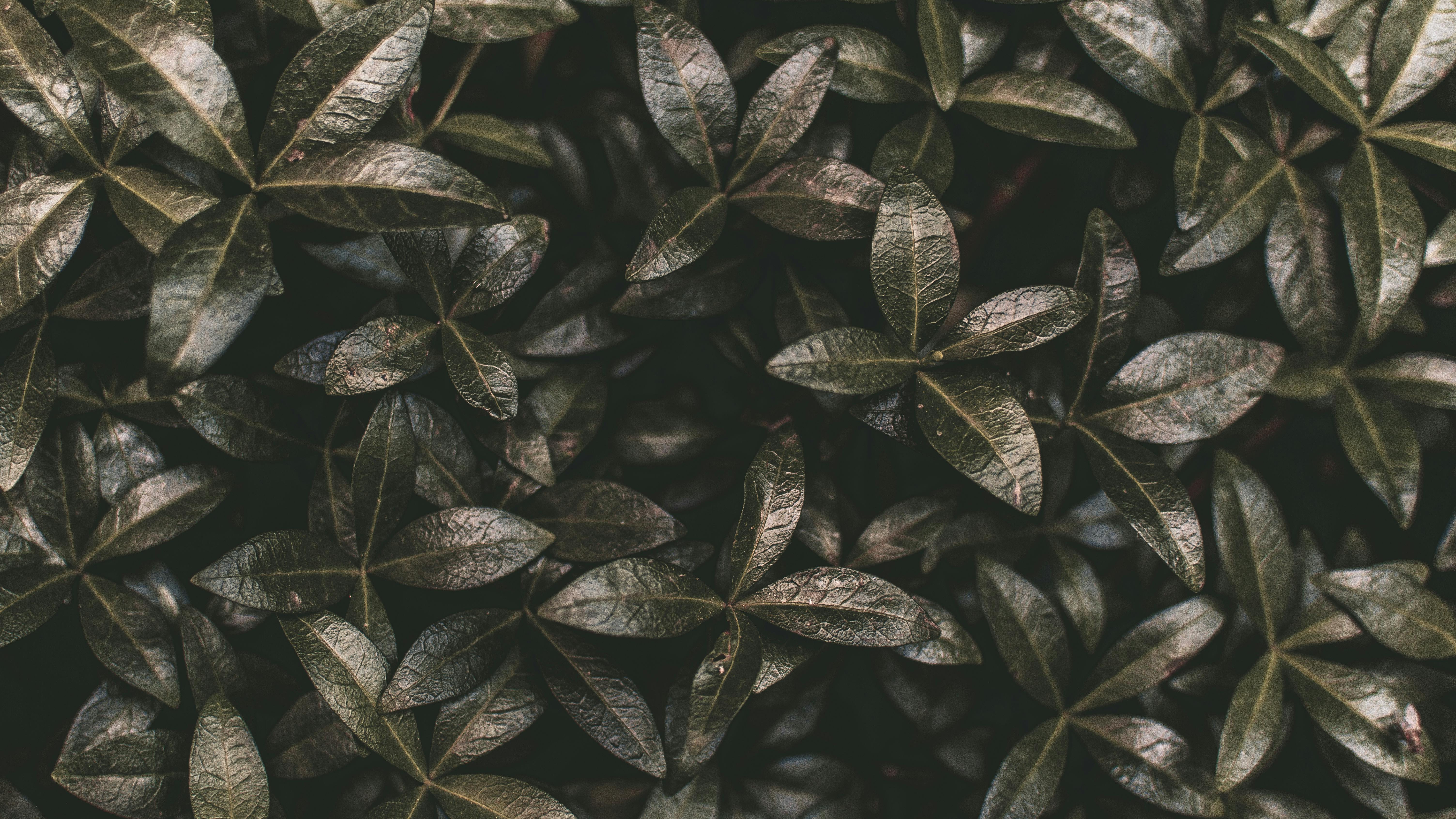 Green Leaves · Free Stock Photo