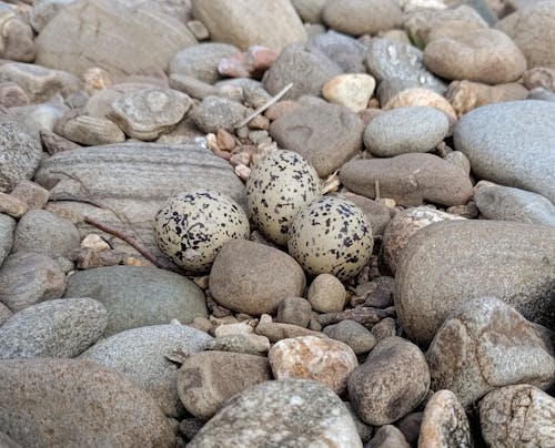 Oyster Catcher eggs camouflage on the river bed