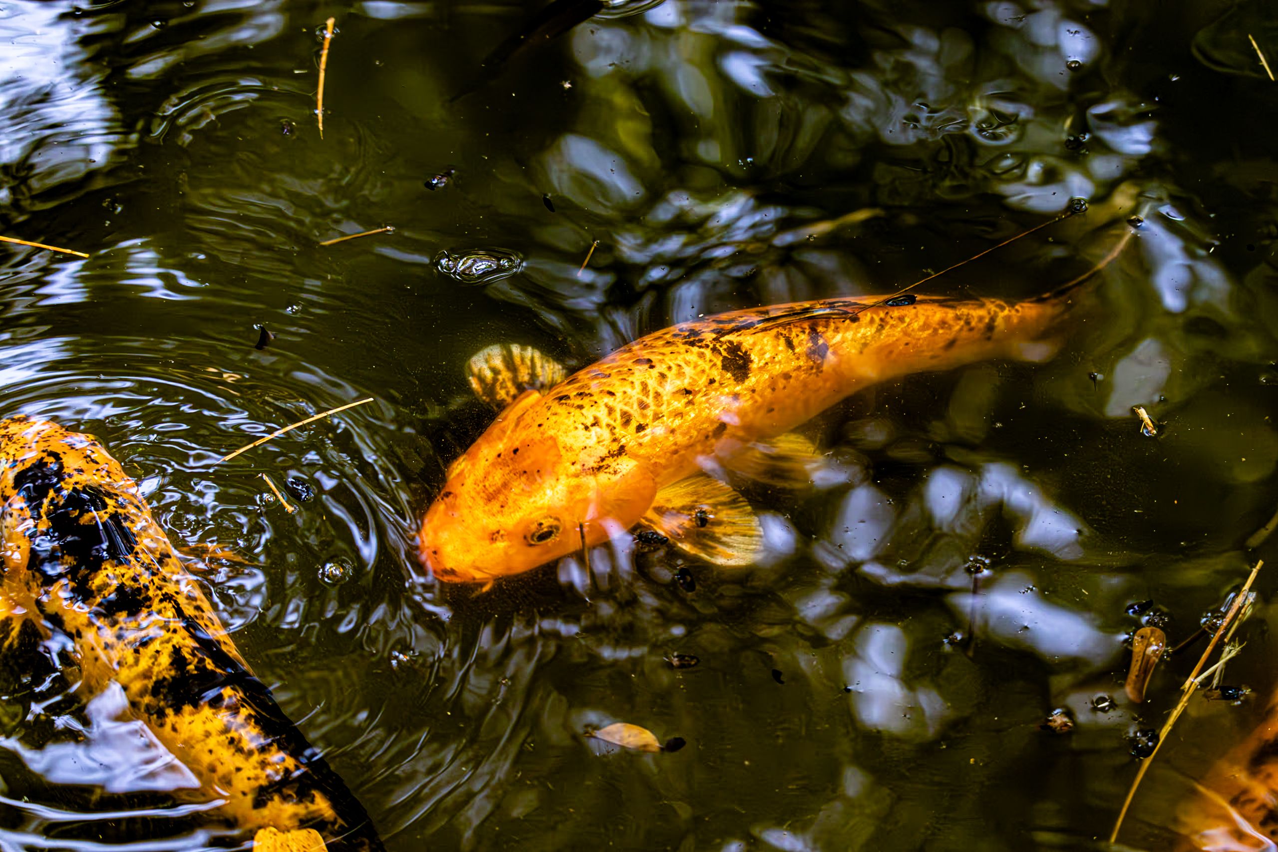 Close-up of colorful koi fish swimming gracefully in a calm pond with reflections.