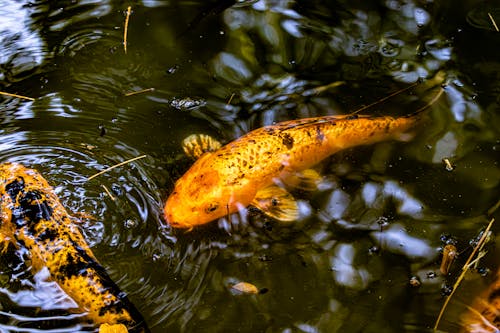 H2O, 강, 금붕어의 무료 스톡 사진